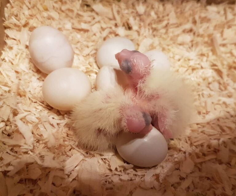 98089054_547661956170846_3308090679078337879_n-1-768x638