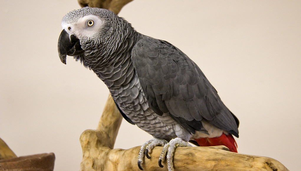 African-Grey-Congo-3.jpg