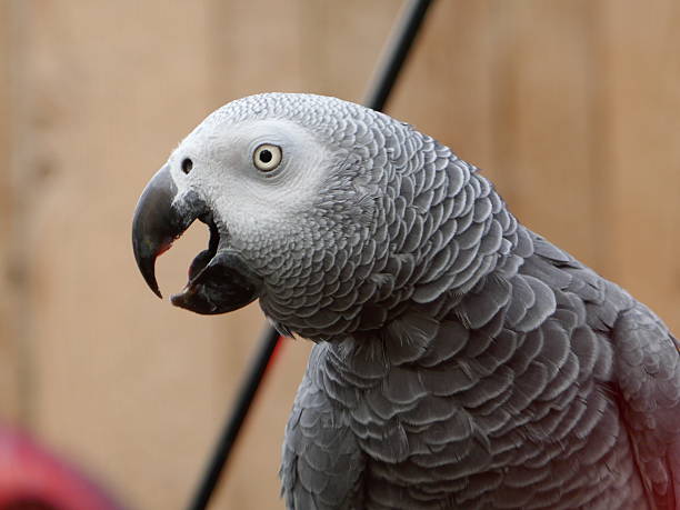 African-Grey-Congo-4.jpg