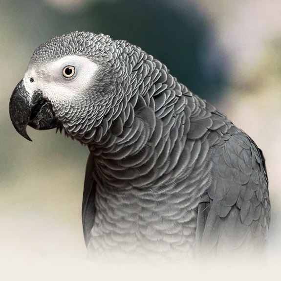 African-Grey-Congo.jpg