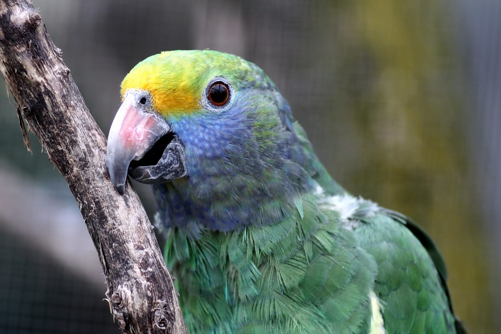 Blue-Cheeked-Amazon.jpg