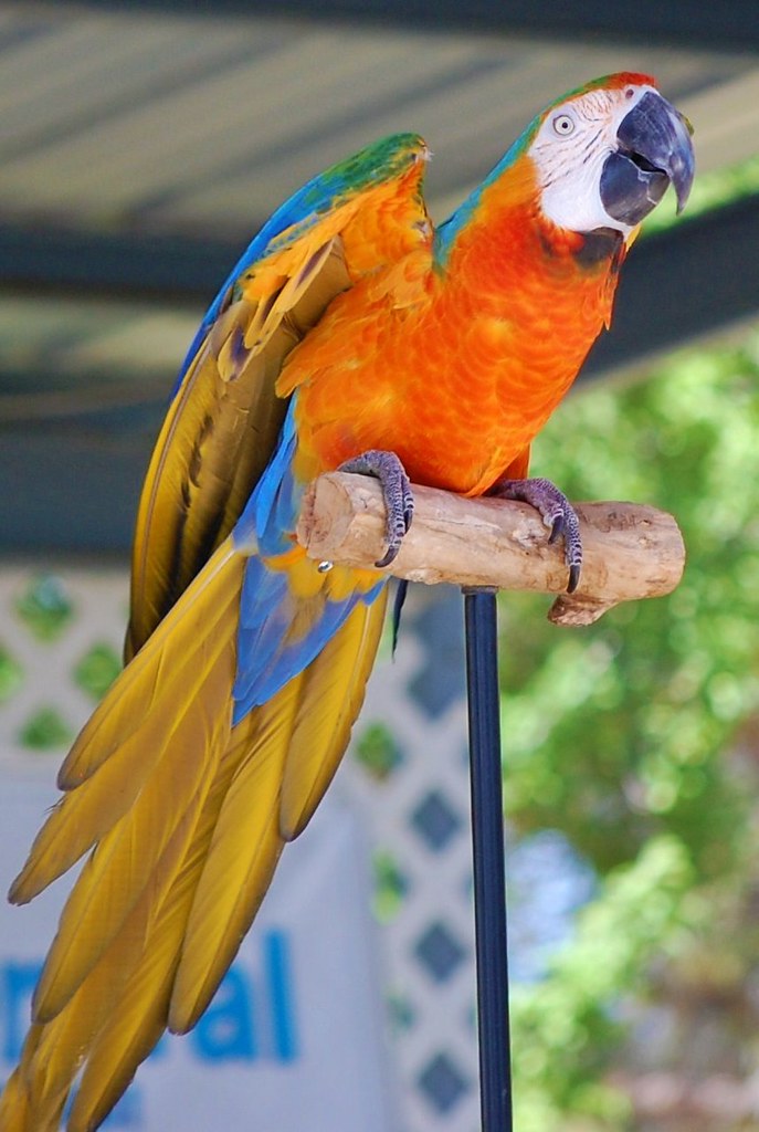 Catalina-Macaw-2.jpg