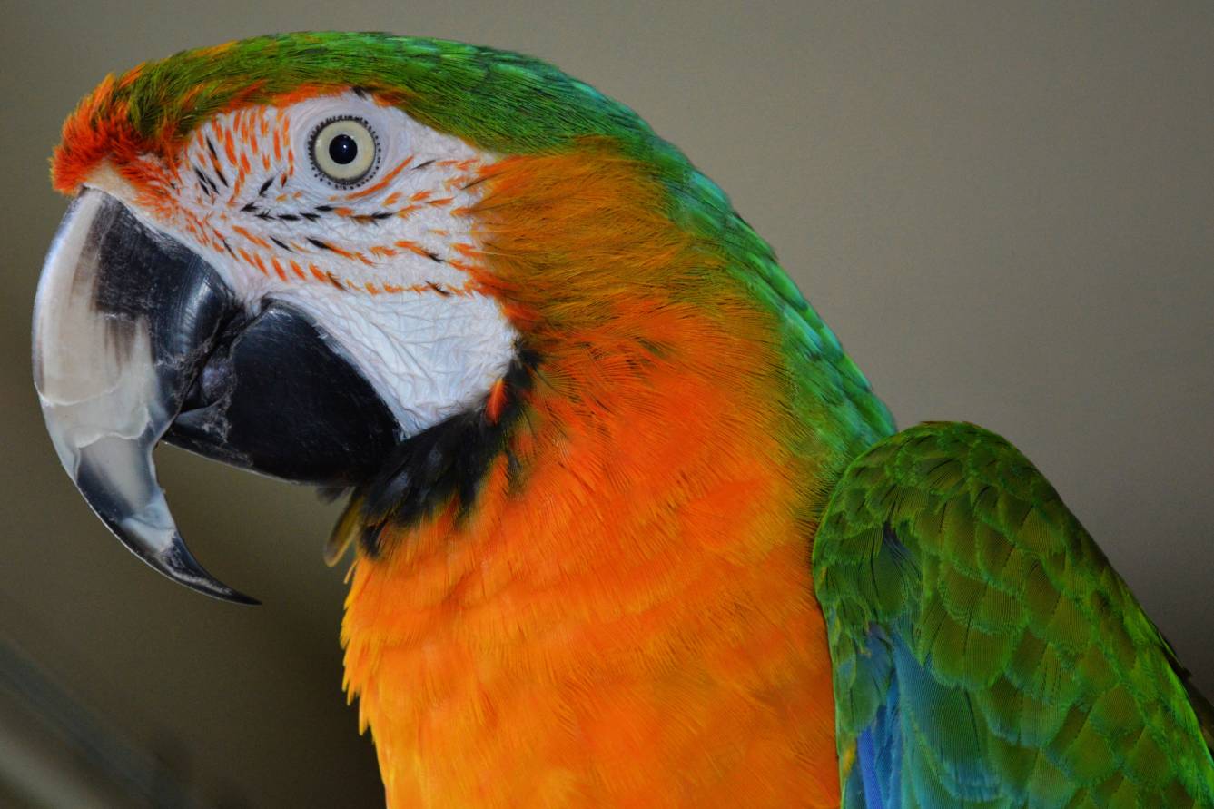 Catalina-Macaw.jpg