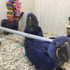 Dimis And Luda (Bonded Pair) Hyacinth Macaw