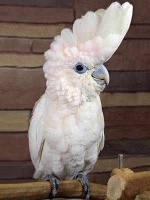 Ducorps-Cockatoo-2.jpg