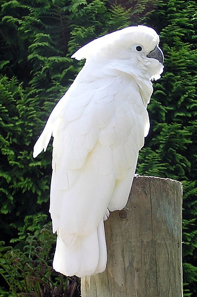 Ducorps-Cockatoo.jpg