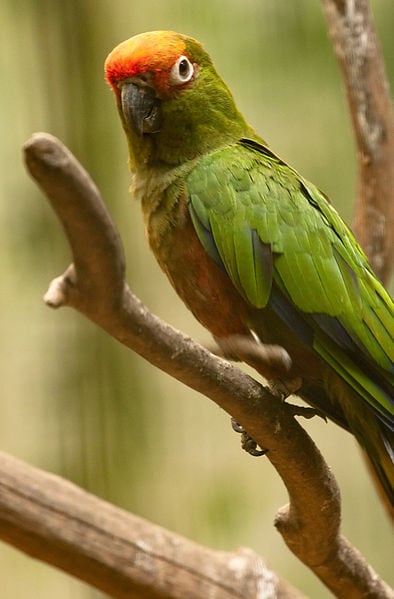 Gold-Capped-Conure-2.jpg