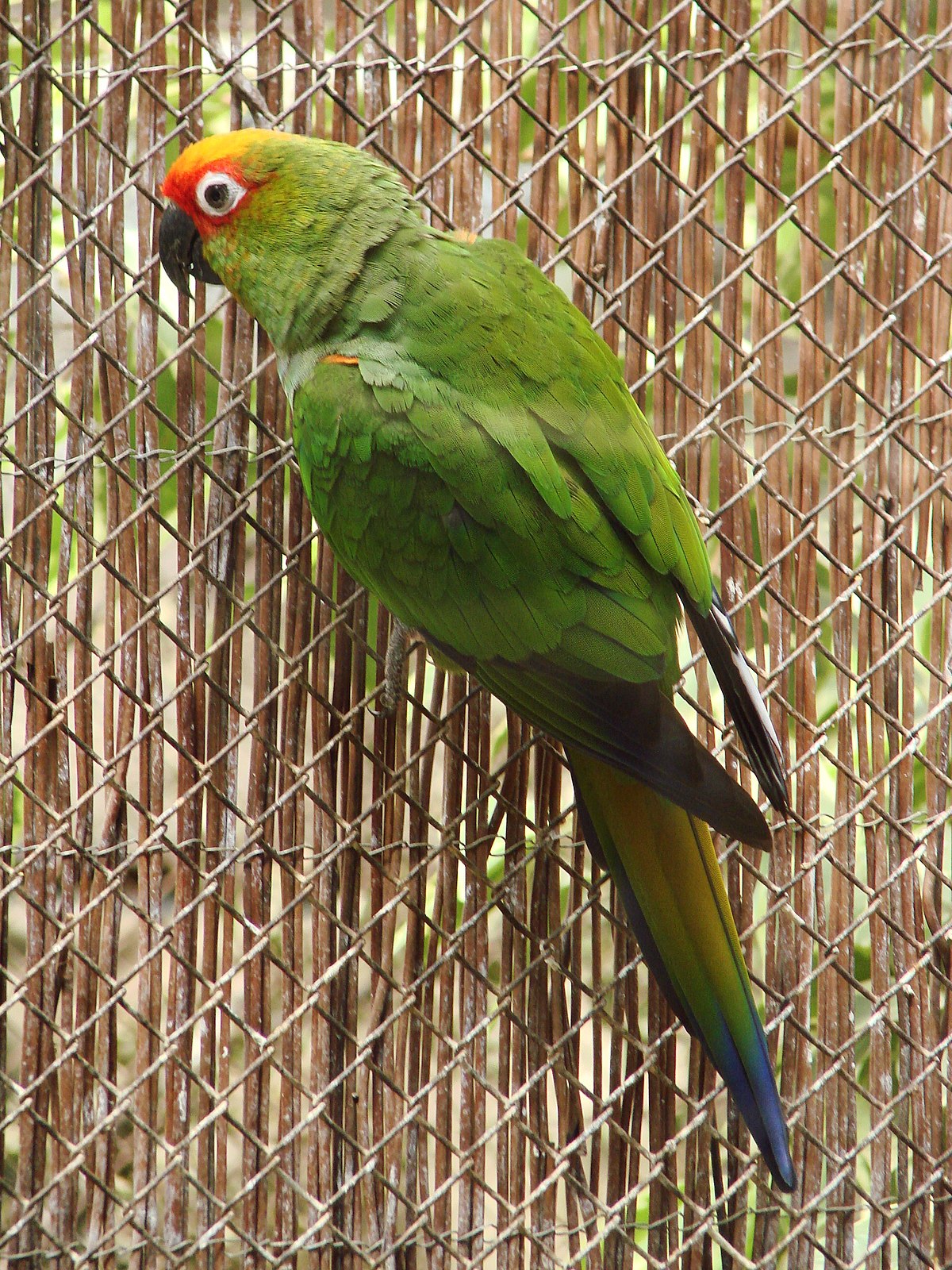 Gold-Capped-Conure-3.jpg
