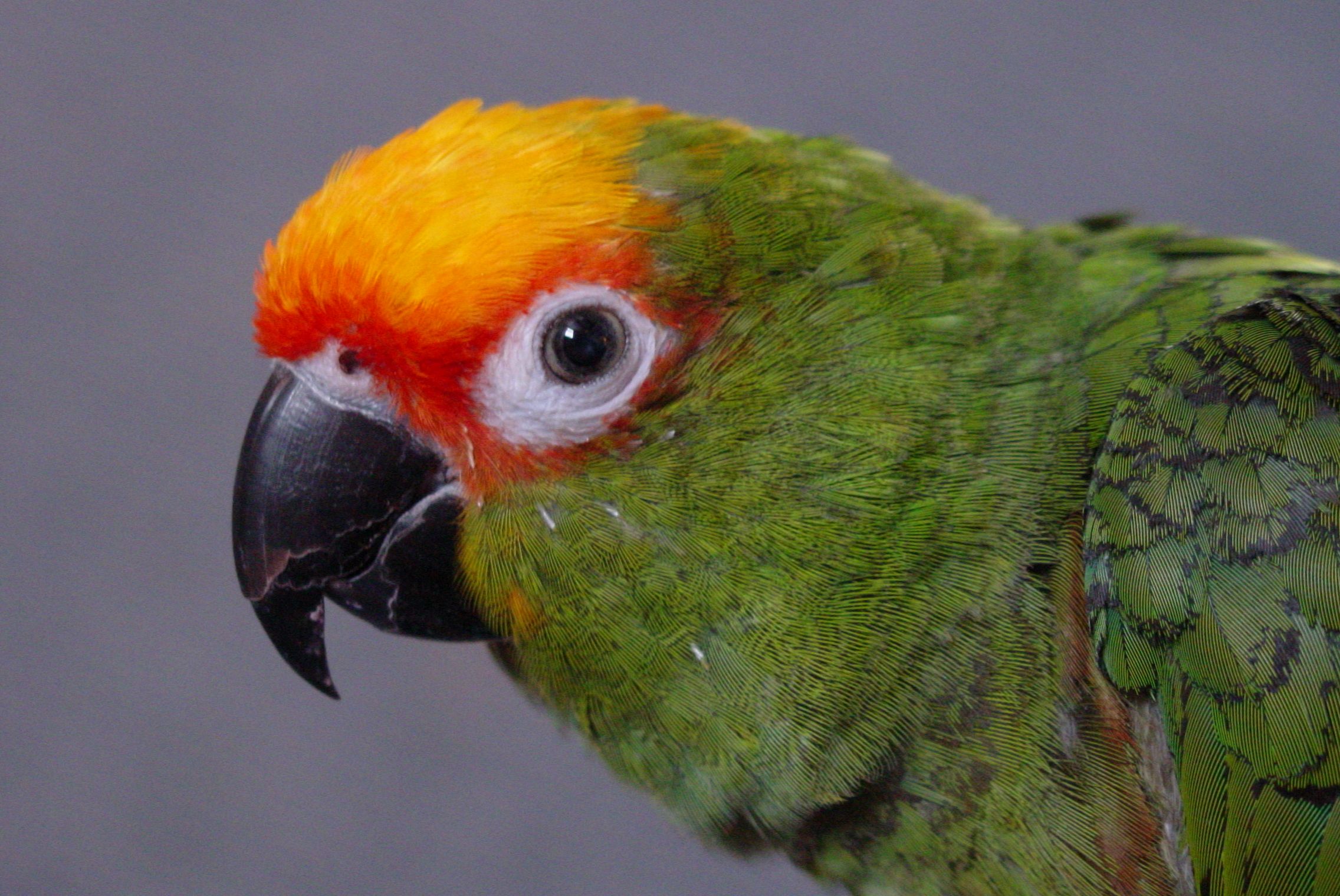 Gold-Capped-Conure.jpg