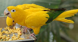 Golden-Conure-1.jpg