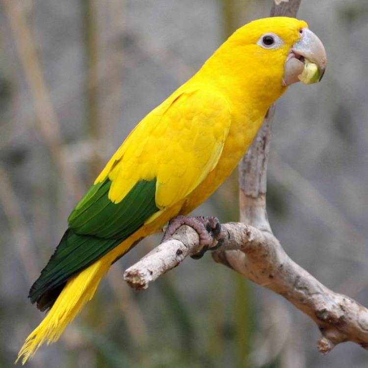 Golden-Conure-4.jpg