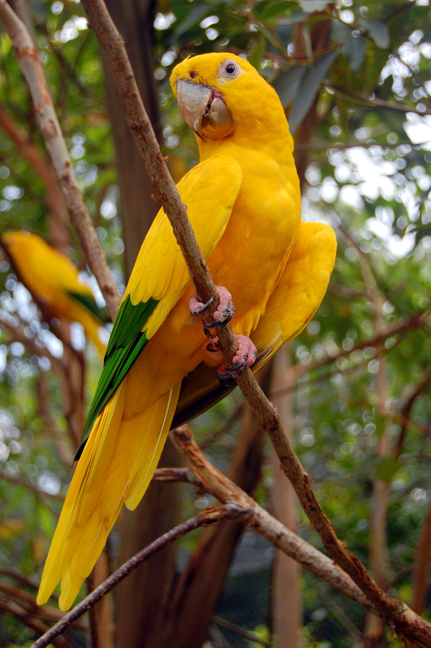 Golden-Conure-scaled-1.jpg