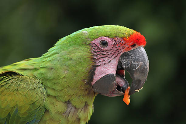 Great-Green-Macaw-2.jpg