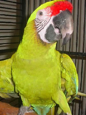 Great-Green-Macaw.jpg