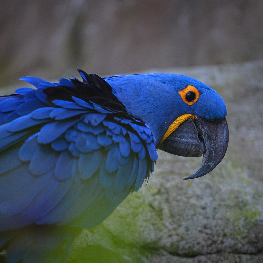 Hyacinth-Macaw-5.jpg