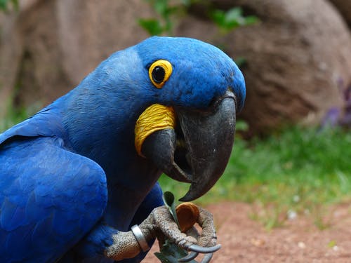 Hyacinth-Macaw.jpeg