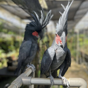 Black Palm Cockatoo