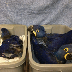 Lester And Rocki (Bonded Pair)Hyacinth Macaw