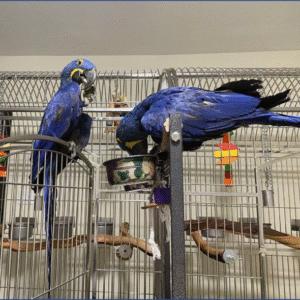 Marie And Jake (Bonded Pair)