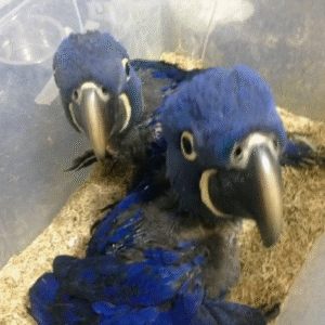 Hyacinth Macaw Marky And Della (Bonded Pair)