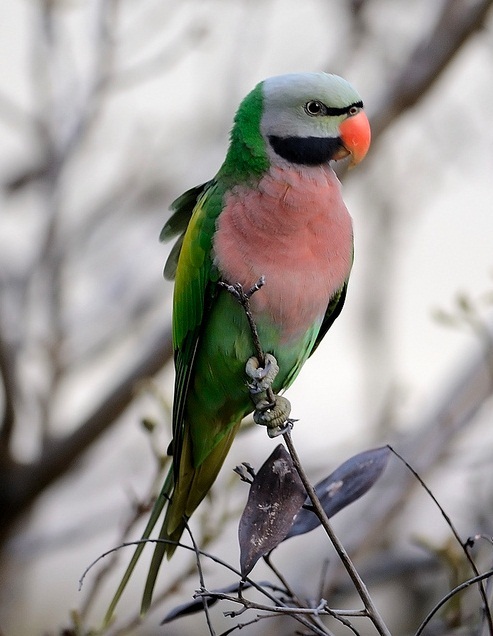 Red-Breasted-Parakeet-1.jpg