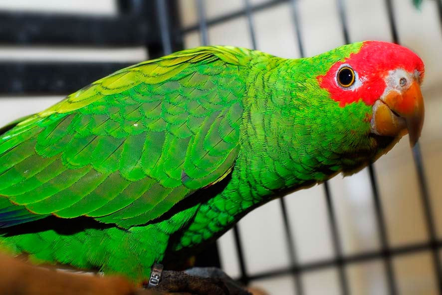 Red-Spectacled-Amazon.jpg