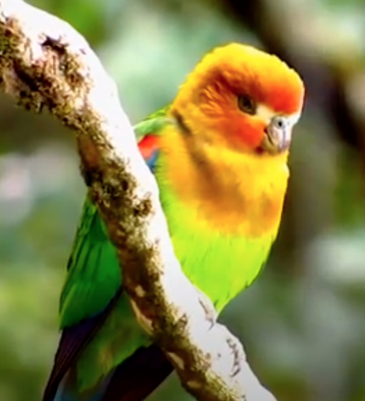 Rusty-Faced-Parrot-1.png
