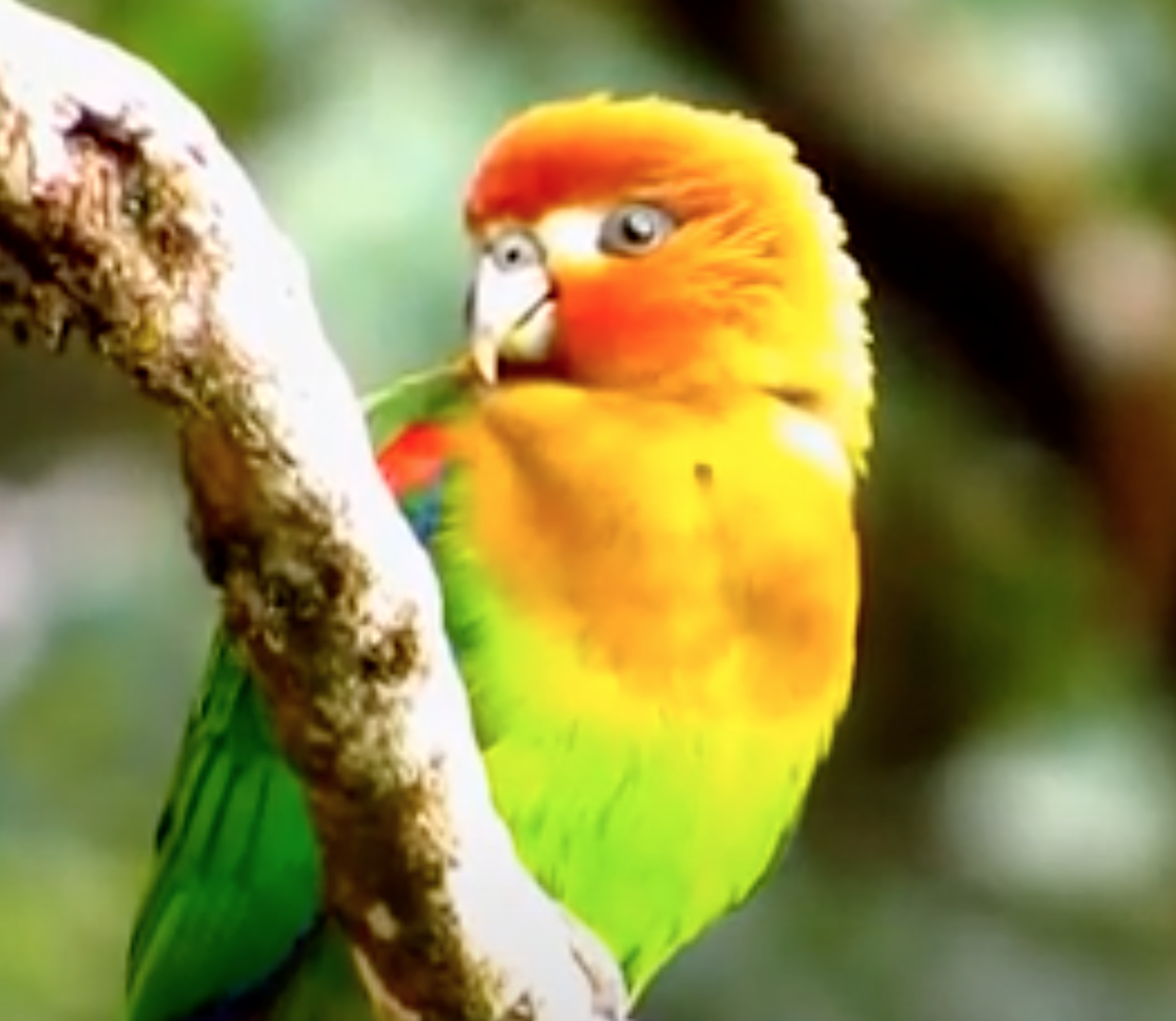 Rusty-Faced-Parrot-3.png