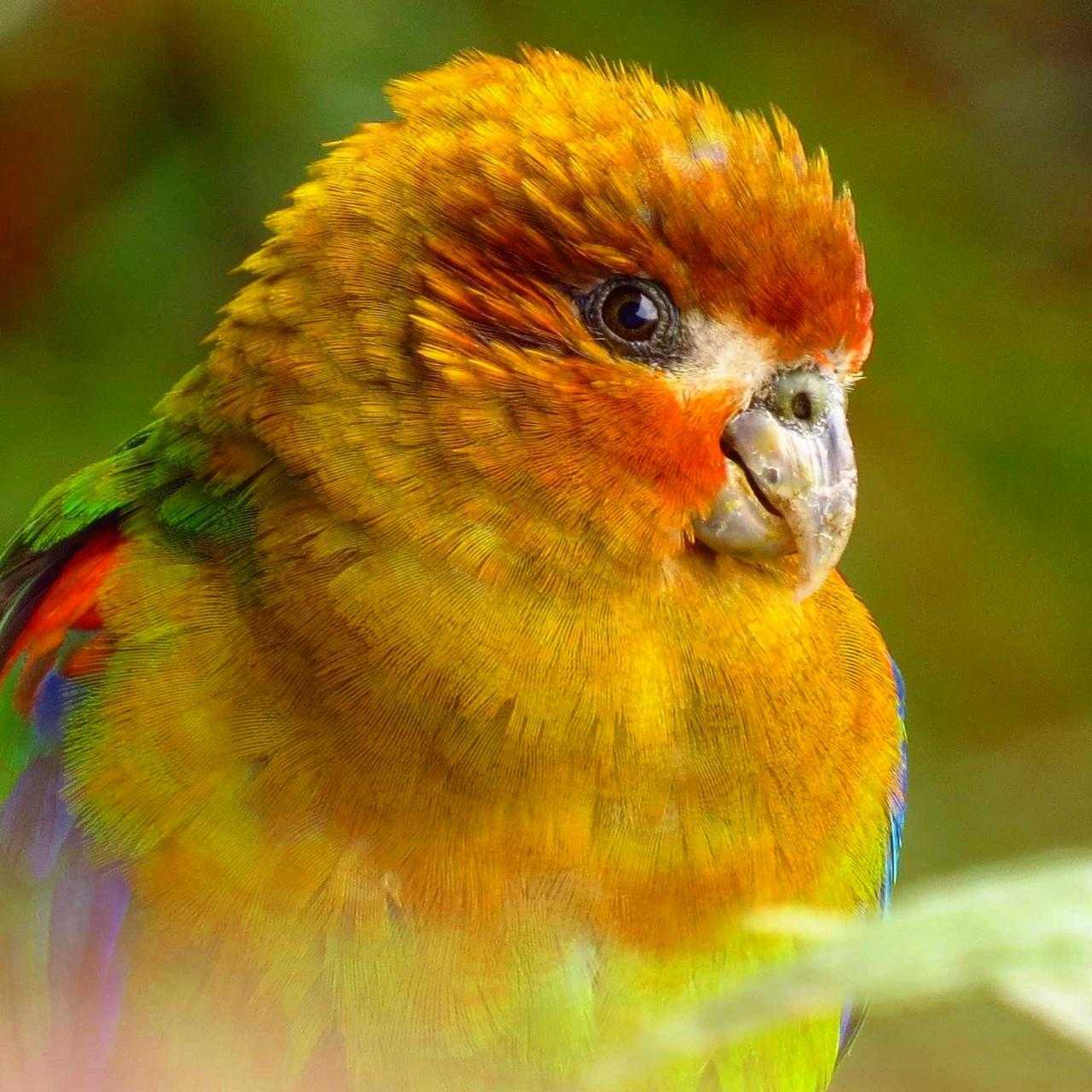 Rusty-Faced-Parrot.jpg