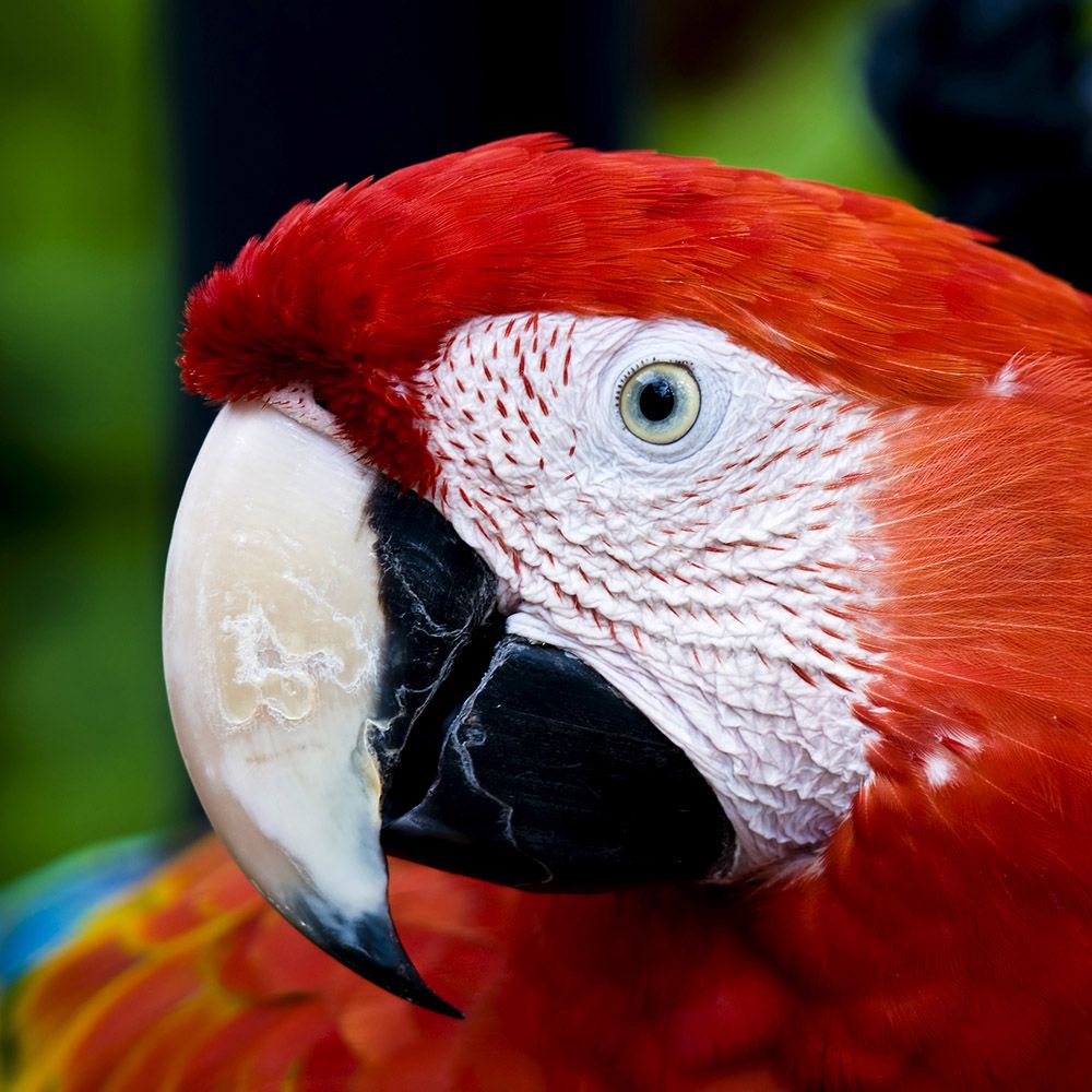 Scarlet-Macaw-1.jpg