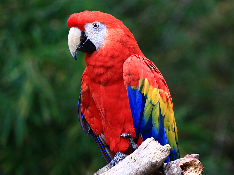 Scarlet-Macaw-2.jpg