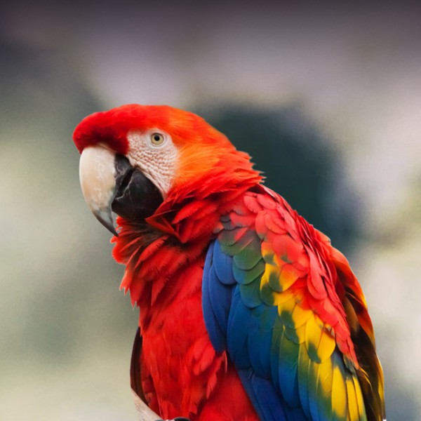 Scarlet-Macaw-3.jpg