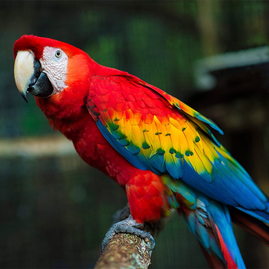 Scarlet-Macaw-4.jpg