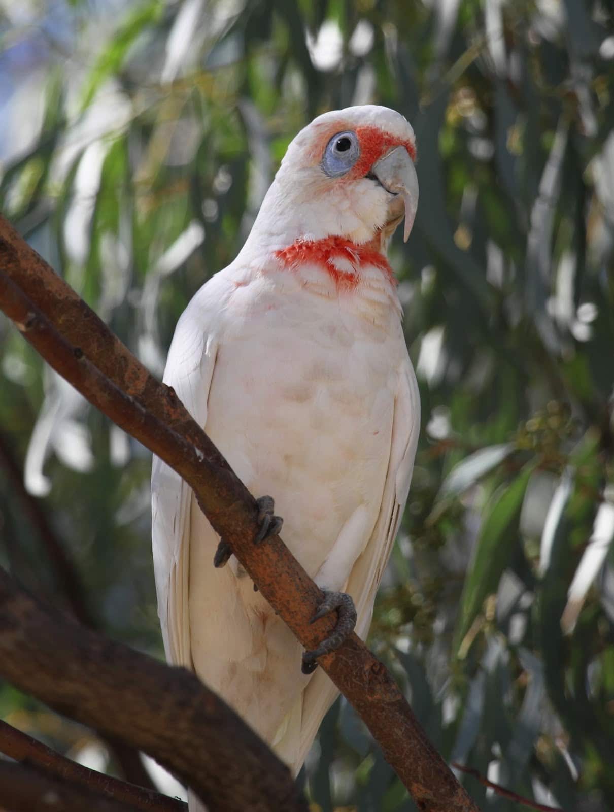 Slender-Billed-Cockatoo-5.jpg