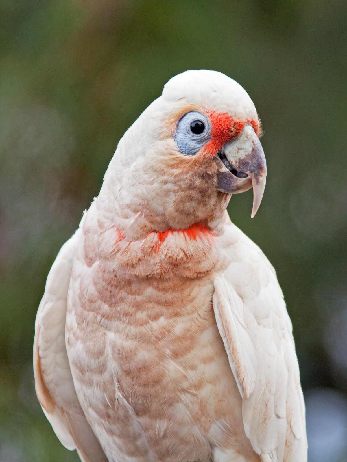 Slender-Billed-Cockatoo-6.jpg