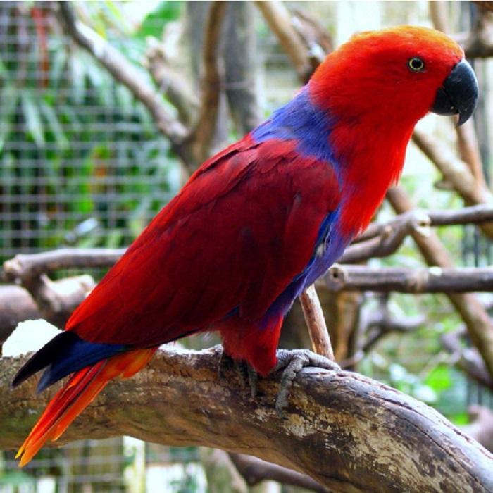 Solomon-Island-Eclectus-2.jpg