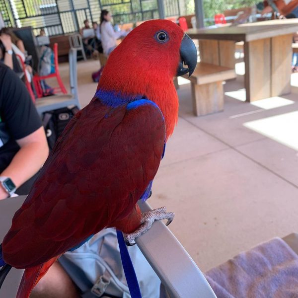 Solomon-Island-Eclectus-3-1.jpeg