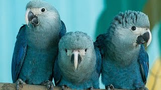 Spixs-Macaw-3.jpg