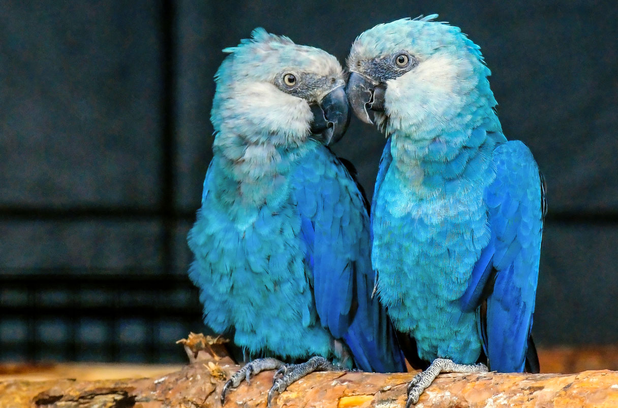 Spix's macaw to be released into the wild