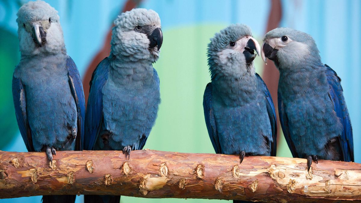 Spixs-Macaw-5.jpg