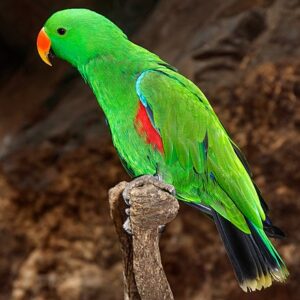 Vosmaers Eclectus