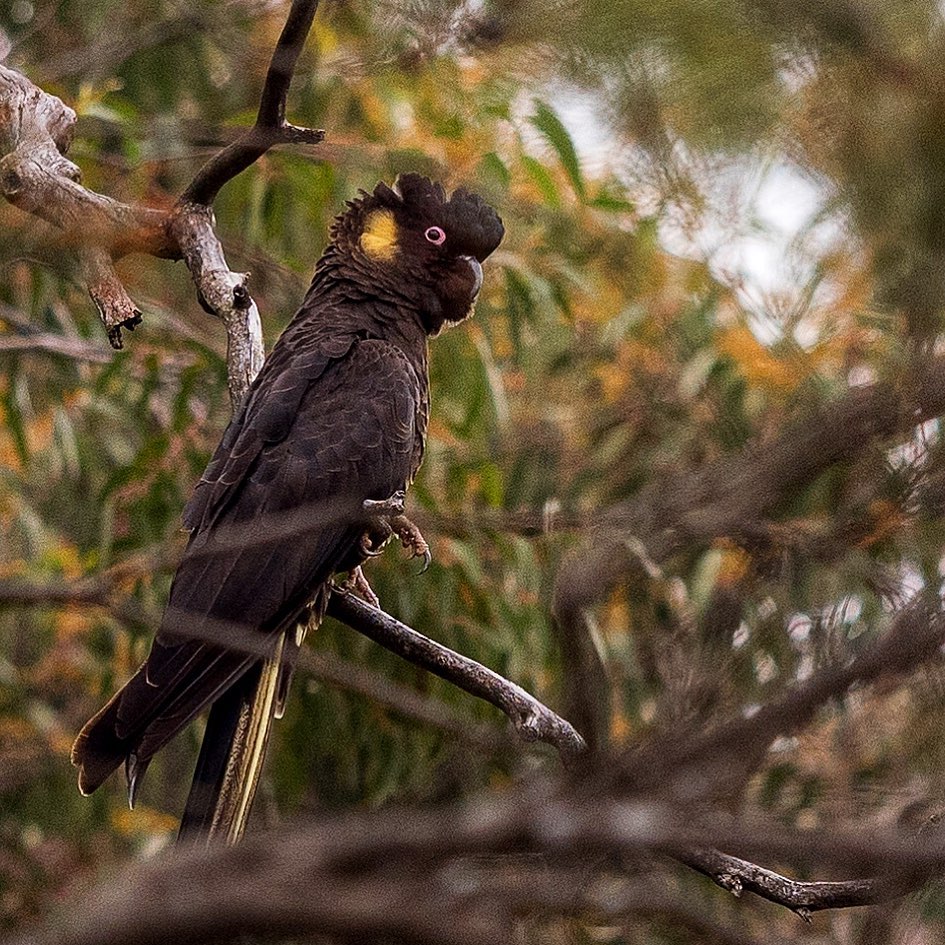 Yellow-Tailed-Black-Cockatoo-1.jpg