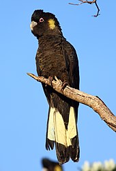 Yellow-Tailed-Black-Cockatoo-3.jpg