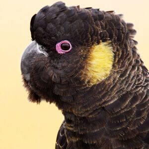 Yellow Tailed Black Cockatoo