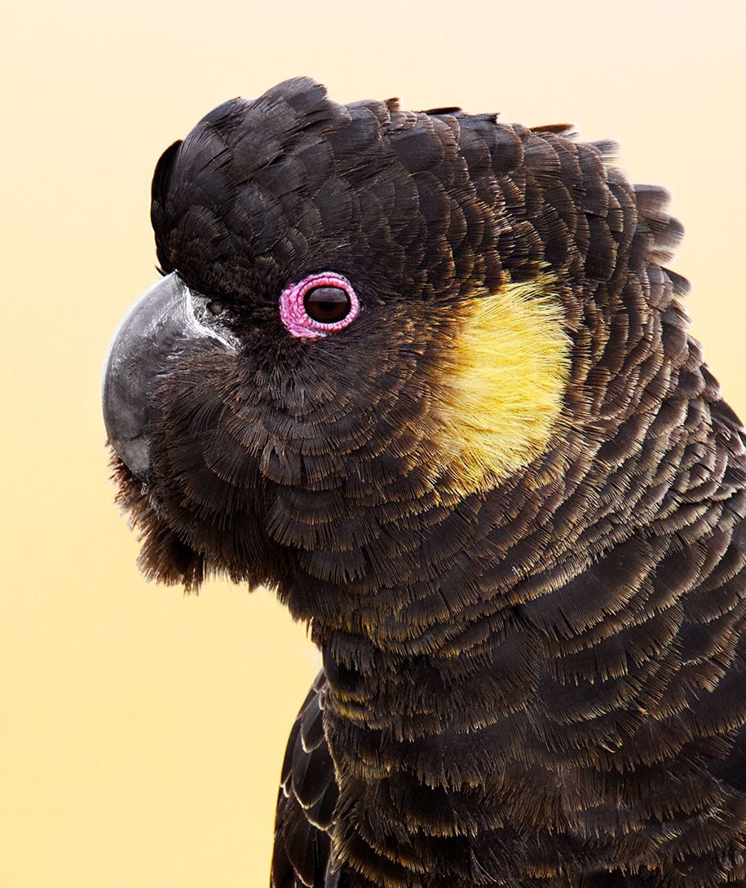 Yellow-Tailed-Black-Cockatoo.jpg