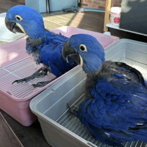 Hyacinth Macaw Zibby And Manny (Bonded Pair)