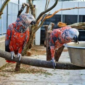 Male And Female Red Factor African Grey Parrots