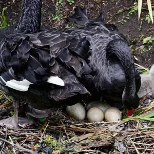 Swans Eggs (Fertile)